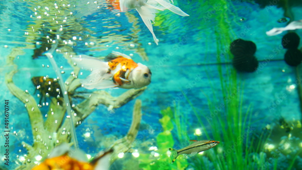 Fototapeta premium goldfish swimming in the aquarium with clear water, looks very beautiful 