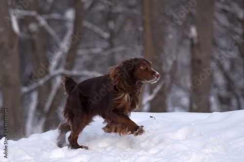 dog in snow