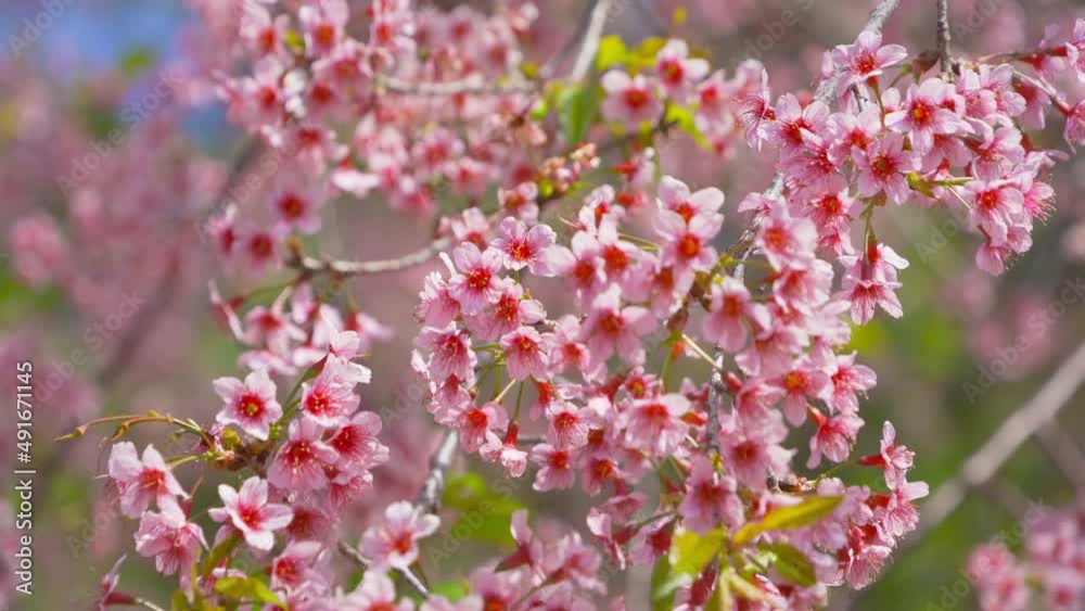 Sakura cherry flowers blossom trees of Phu Lom Lo national park, Phu Hin Rong Kla National Park, Thailand. Natural landscape background. Pink color in spring season. Sakura cherry flowers blossom trees of Phu Lom Lo national park, Phu Hin Rong Kla National Park, Thailand. Natural landscape background. Pink color in spring season.
