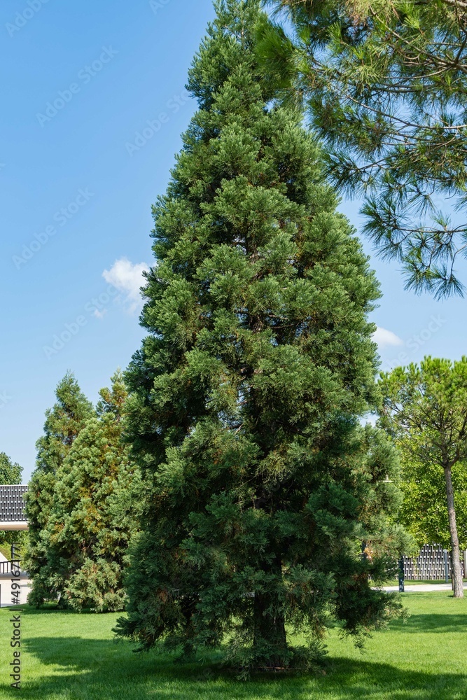 Huge young Sequoiadendron giganteum (giant sequoia or giant sequoia) on green lawn against blue sky in city landscape park of Krasnodar. Public landscape 