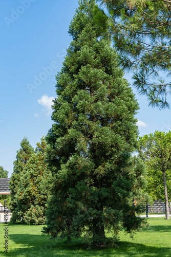 Huge young Sequoiadendron giganteum (giant sequoia or giant sequoia) on green lawn against blue sky in city landscape park of Krasnodar. Public landscape "Galitsky Park" in sunny summer of 2021.