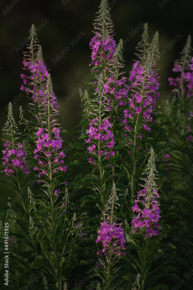 Fragrant fireweed. Summer cloudy day Fragrant fireweed. Summer cloudy day