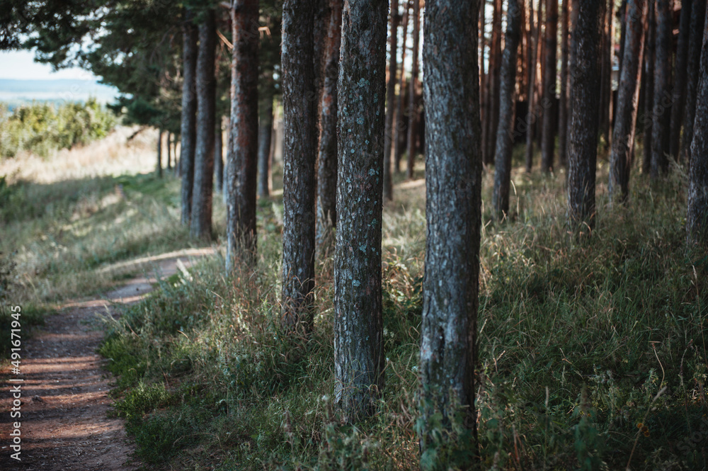 Fototapeta premium Path in a pine forest. Horizontal picture 