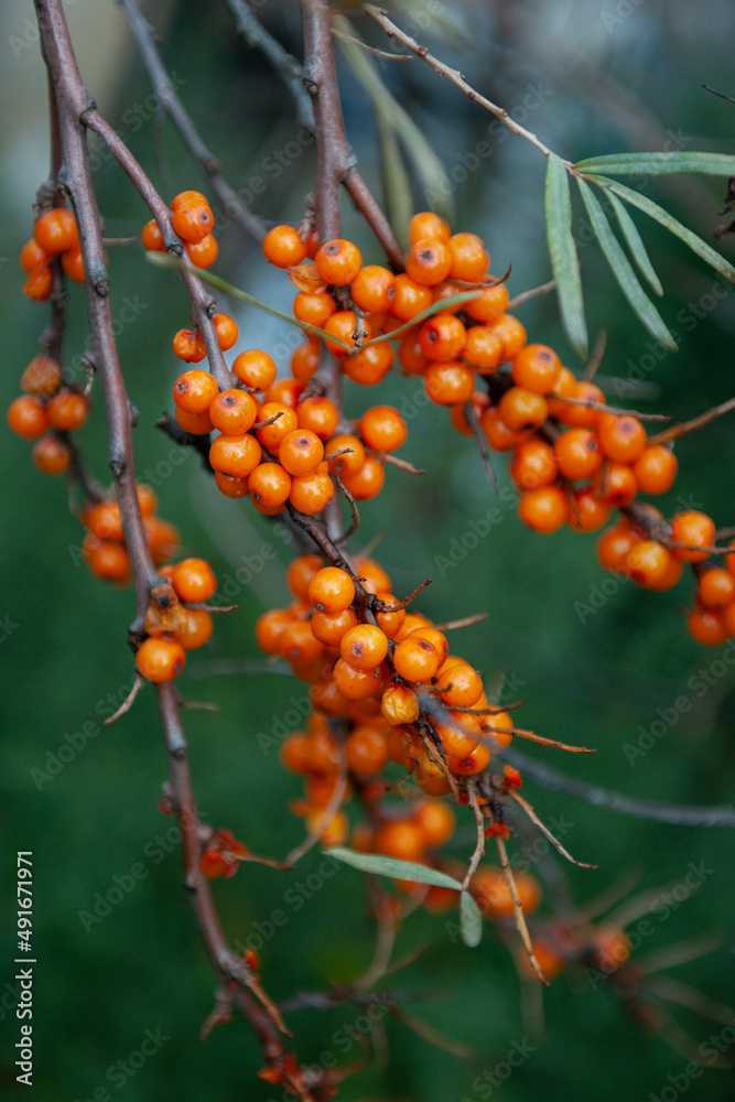 Ripe sea buckthorn berries in the autumn garden Ripe sea buckthorn berries in the autumn garden