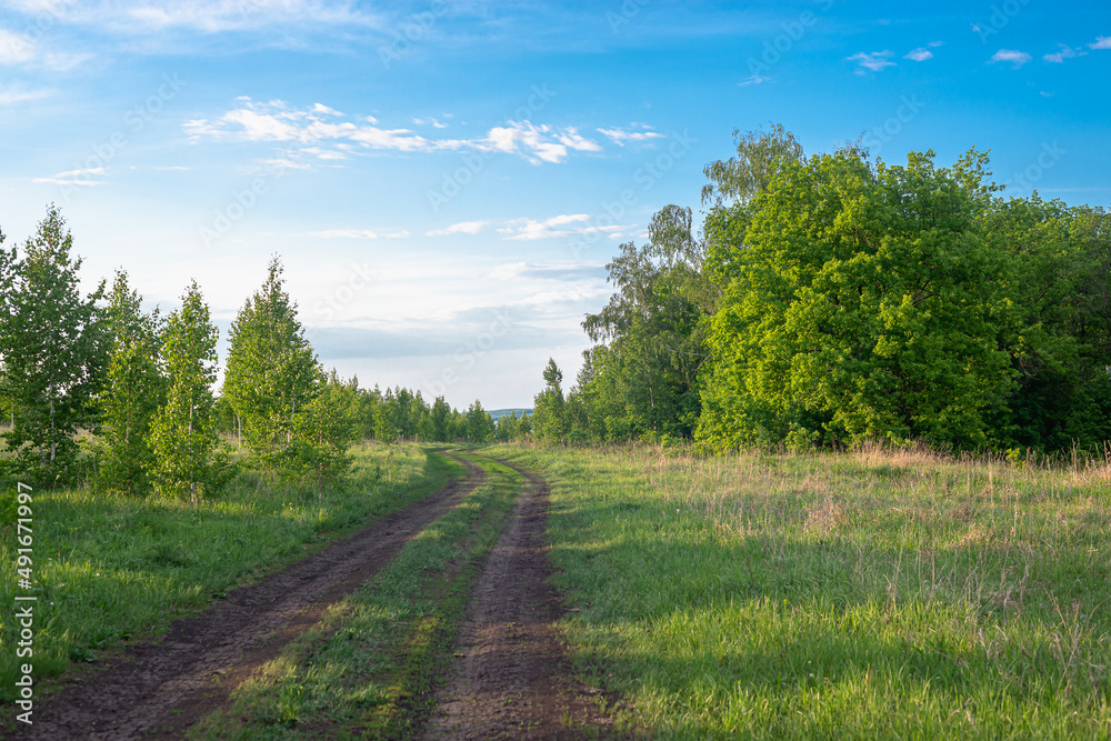 Earth road through the forest.