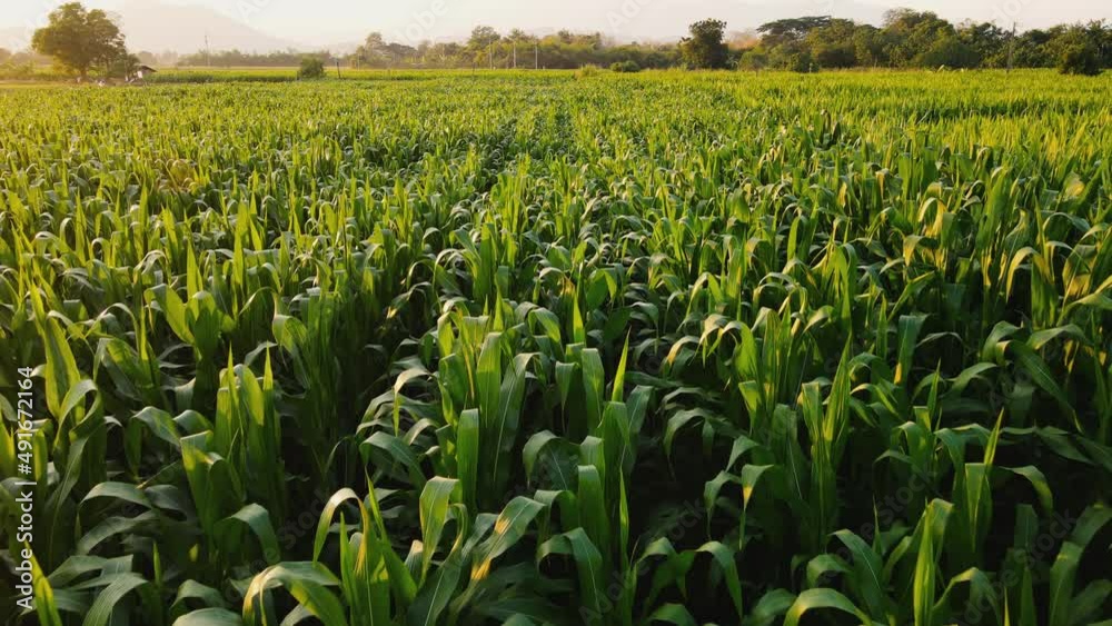 Aerial view above cornfield in evening and sunset light with near the mountain at countryside Thailand, animal feed agricultural industry, Drone flight shots