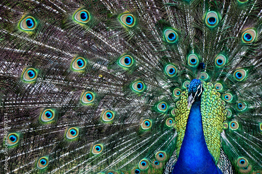 Obraz premium Blue Peacock