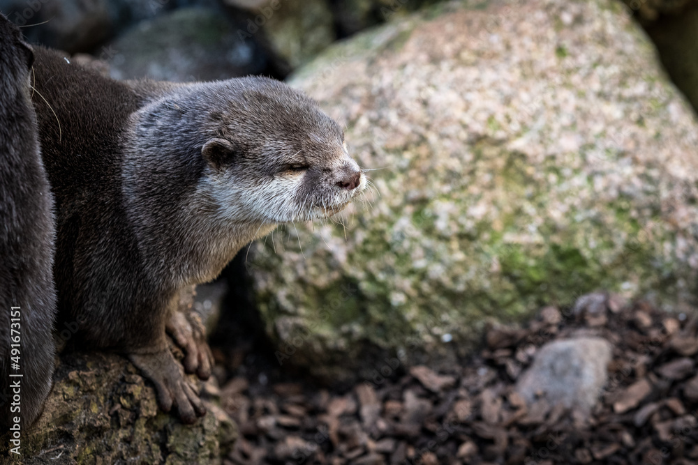 kleiner Fischotter im Zoo kleiner Fischotter im Zoo