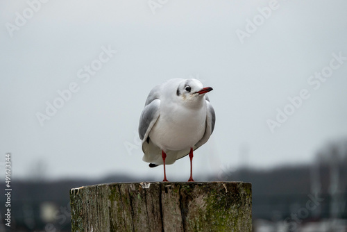 black headed gull with winter plumage perched on a post 
