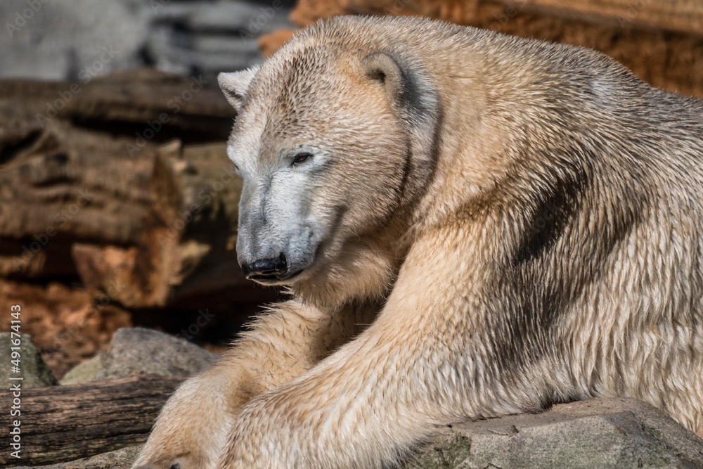 Fototapeta premium kalte Bären im milden Bremerhaven