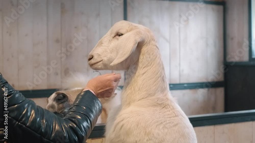 Moscow, Russia. March 2022. A woman gently strokes a cute white goat and a funny pony in a pen on a farm or in a zoo. The concept of human-animal communication.