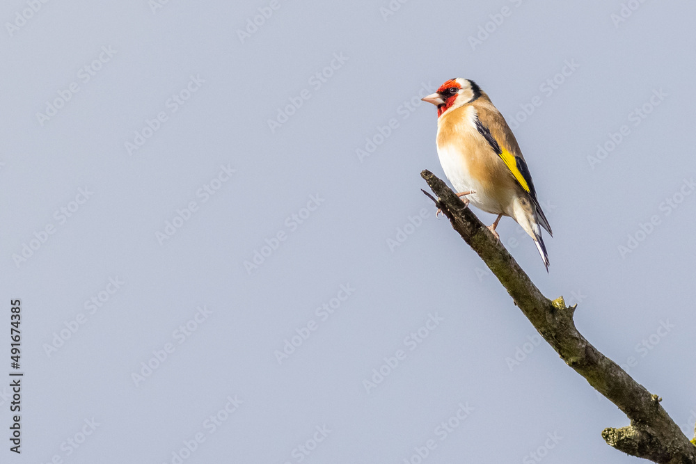 Obraz premium Goldfinch (Carduelis carduelis)