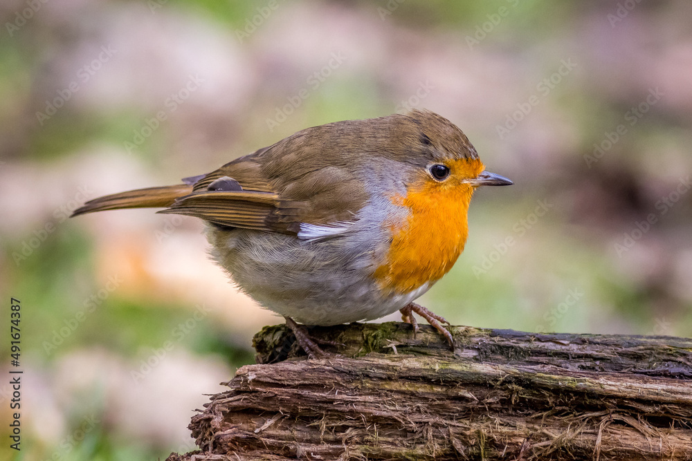 Fototapeta premium European robin (Erithacus rubecula)