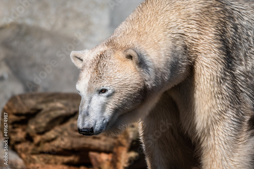 Wallpaper Mural kalte Bären im milden Bremerhaven Torontodigital.ca