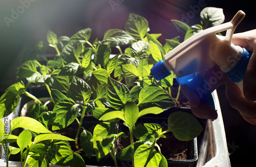 A hand waters pepper seedlings with a watering can. Seedling close-up photo