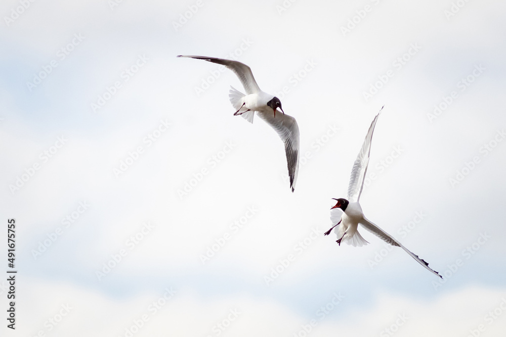 Obraz premium Black-headed gull (Chroicocephalus ridibundus)