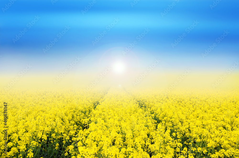 field of yellow rapeseed and blue sky at foggy day background ukraine colors