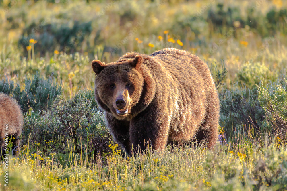Fototapeta premium Grizzley Bear 