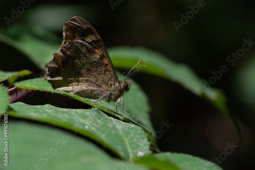 Hipparchia sp. Mariposa marron oscura con ojos posada sobre una hoja. photo
