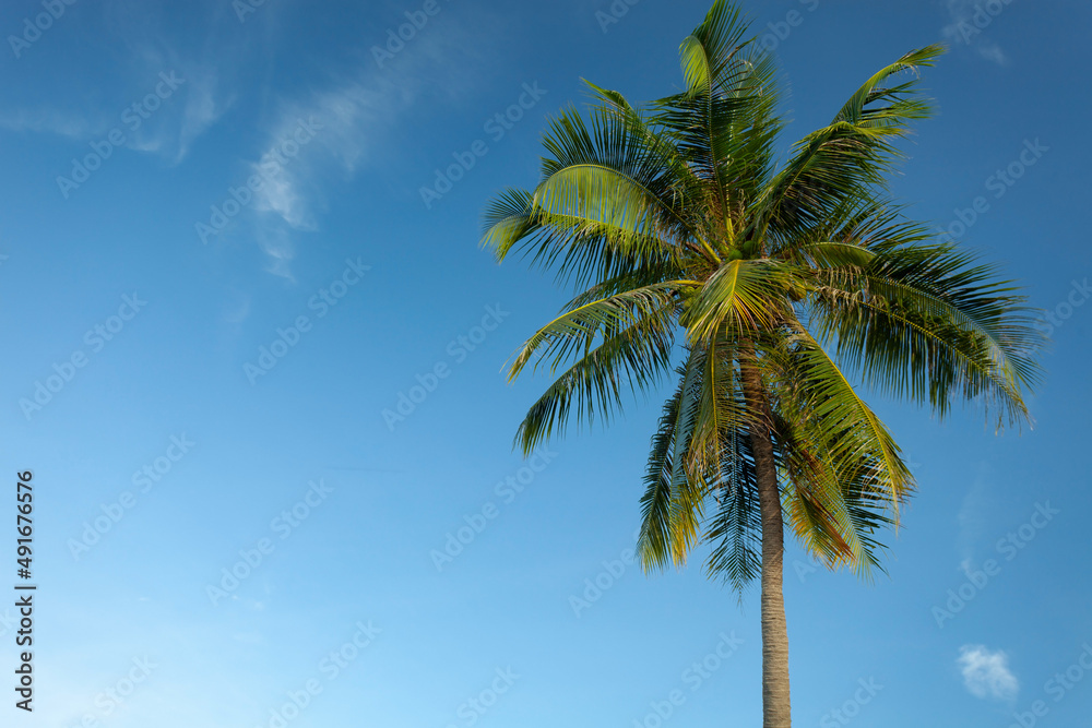 Coconut palm trees bottom view Close up bottom view of fresh leaves on a palm tree Green Leaves of coconut palms against clear sky