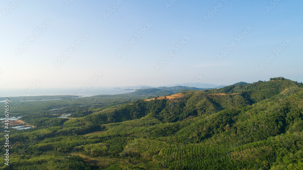 Fototapeta premium Row of palm tree plantation garden and rubber trees plantation on high mountain in phang nga thailand Aerial view drone shot