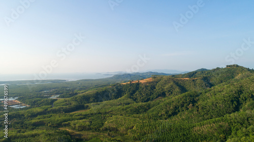 Row of palm tree plantation garden and rubber trees plantation on high mountain in phang nga thailand Aerial view drone shot