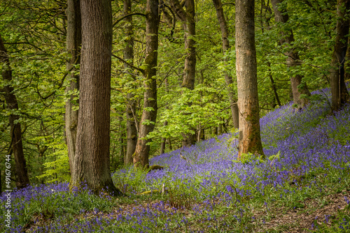 Bluebells (Hyacinthoides non-scripta)