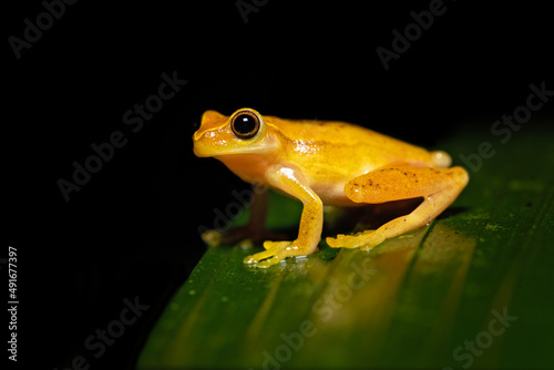 Fotografie, Tablou Dendropsophus ebraccatus, also known as the hourglass treefrog or pantless treef