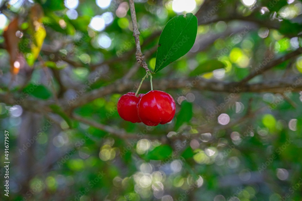 Cherries. Two beautiful cherries with a leaf Cherries. Two beautiful cherries with a leaf