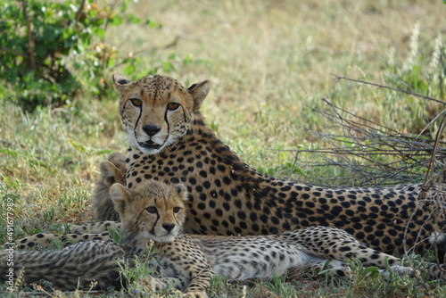 Geparden, Samburu National Reserve Kenia