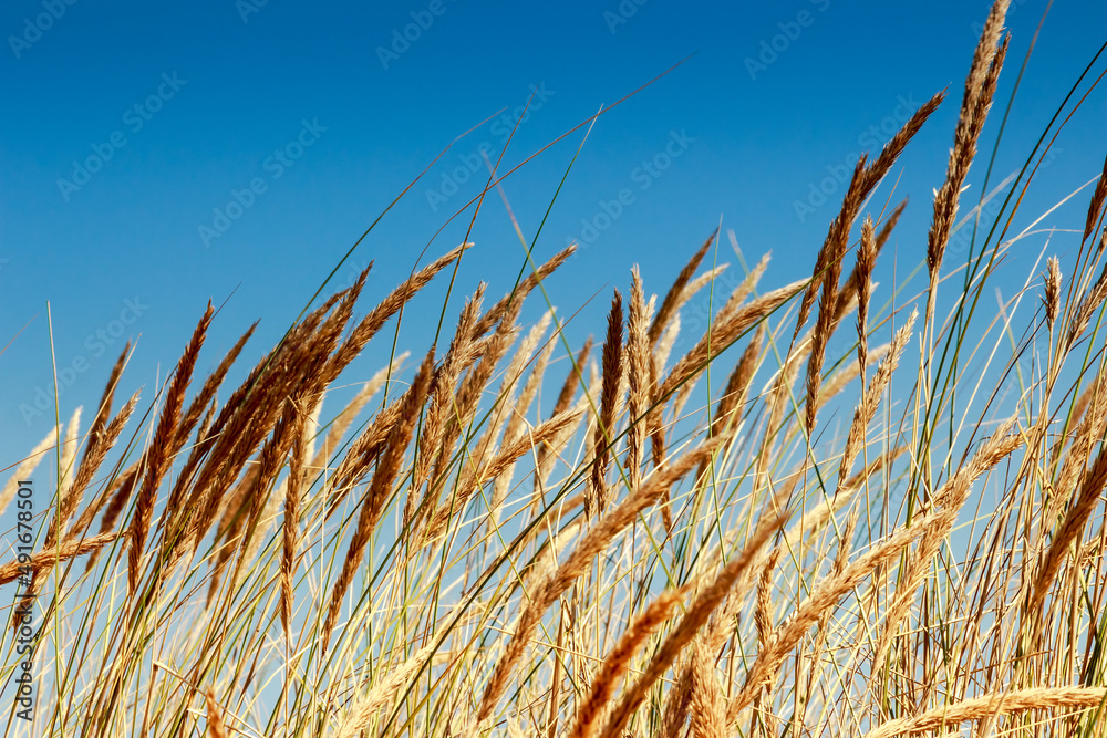 Fototapeta premium Young business woman smiling holding a clock on white background.
