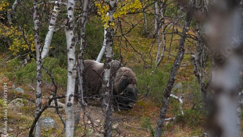 Musk Ox walking in autumn forest eating grass