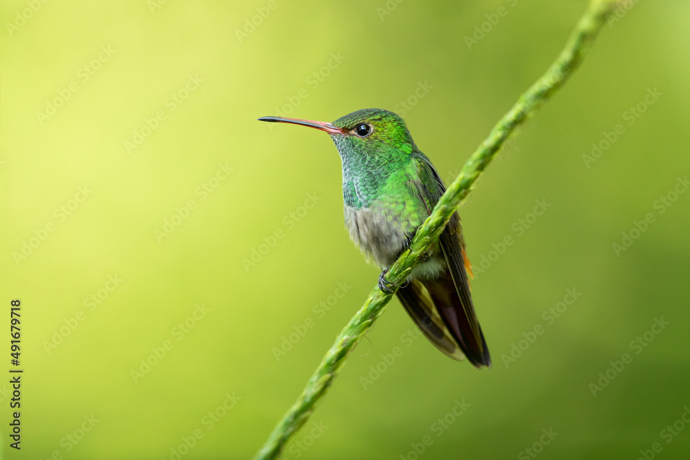 Fototapeta premium The rufous-tailed hummingbird (Amazilia tzacatl) is a medium-sized hummingbird in the