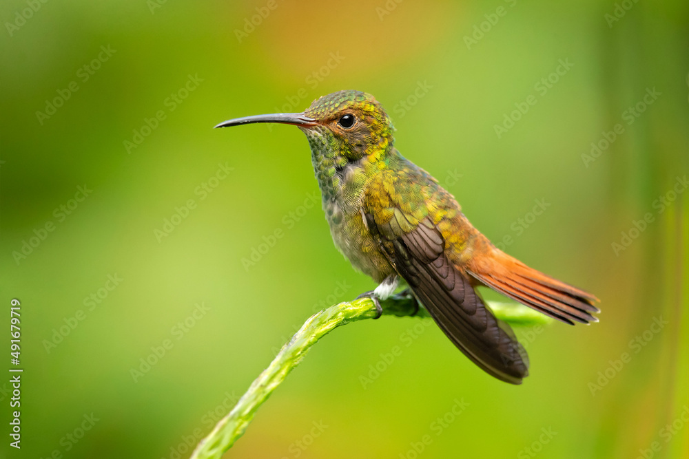 Fototapeta premium The rufous-tailed hummingbird (Amazilia tzacatl) is a medium-sized hummingbird in the 