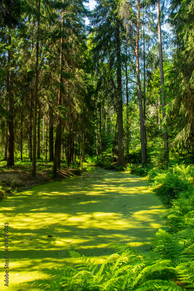 Fototapeta premium The view of the creek covered with duckweed (lemna plant) in Repino, Saint Petersburg, Russia