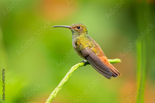 The rufous-tailed hummingbird (Amazilia tzacatl) is a medium-sized hummingbird in the "emeralds", tribe Trochilini of subfamily Trochilinae. © Milan