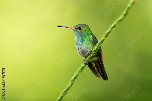 The rufous-tailed hummingbird (Amazilia tzacatl) is a medium-sized hummingbird in the "emeralds", tribe Trochilini of subfamily Trochilinae.