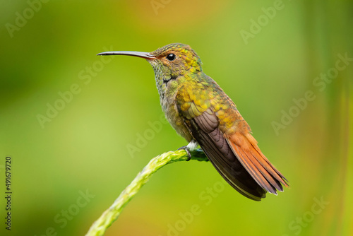 The rufous-tailed hummingbird (Amazilia tzacatl) is a medium-sized hummingbird in the "emeralds", tribe Trochilini of subfamily Trochilinae.