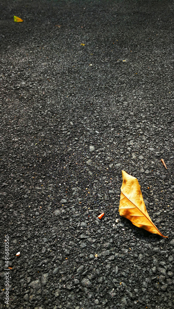 yellow leaves on asphalt