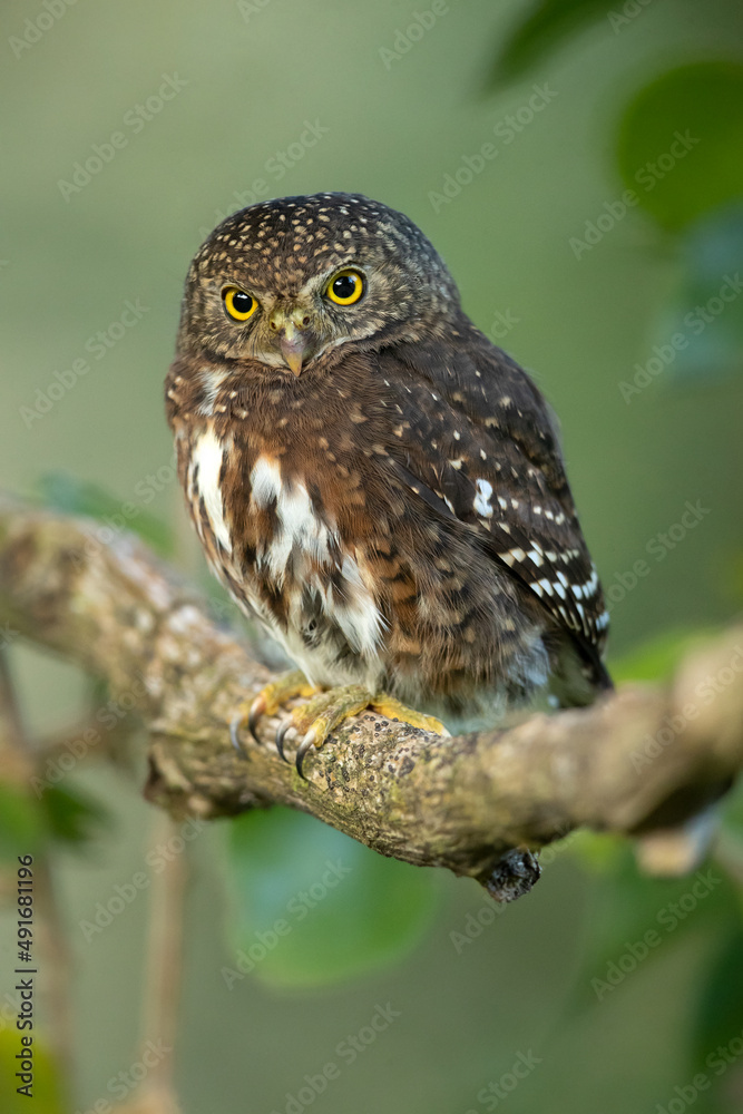 The Costa Rican pygmy owl (Glaucidium costaricanum) is a small The Costa Rican pygmy owl (Glaucidium costaricanum) is a small