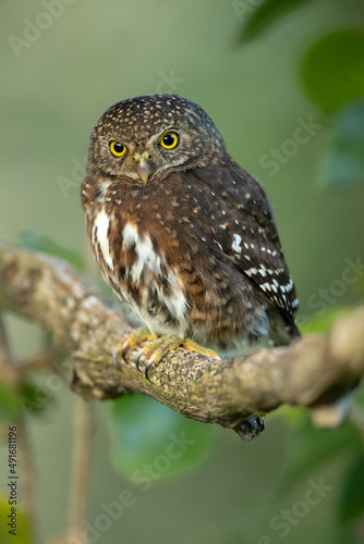 The Costa Rican pygmy owl (Glaucidium costaricanum) is a small "typical owl" in subfamily Surniinae. It is found in Costa Rica and Panama © Milan