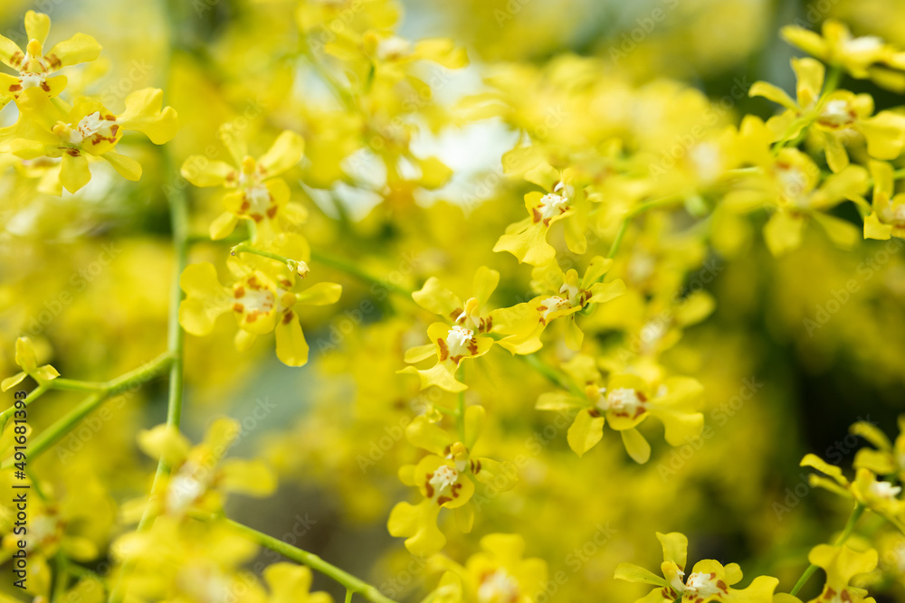 Beautiful yellow orchid flower blooming in garden floral background