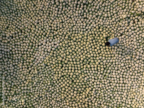 Aerial view of a person picking cauliflowers in a field, Bangladesh. photo
