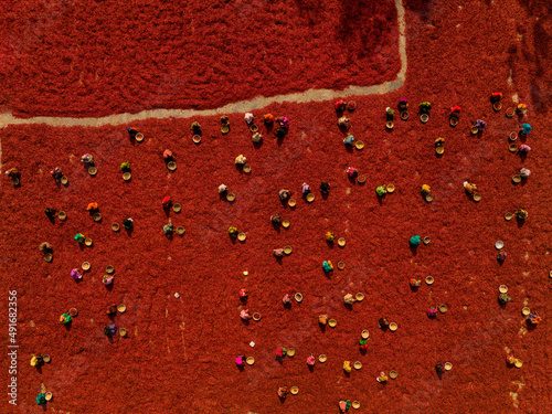 Aerial view of many people working in a red chilies field during the harvest, Bangladesh.