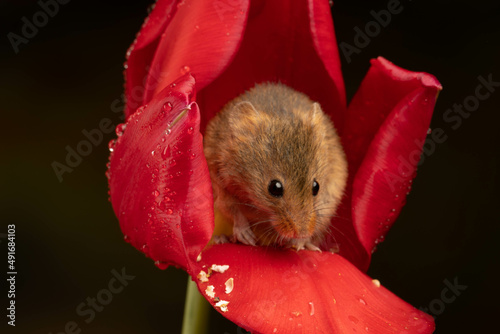 harvest mouse sat inside red tulip