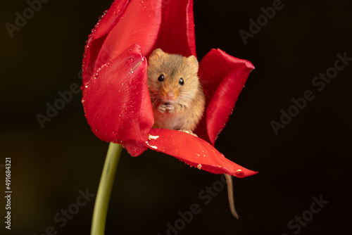 harvest mouse sat inside red tulip