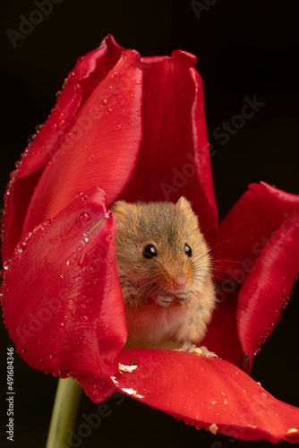 harvest mouse sat inside red tulip