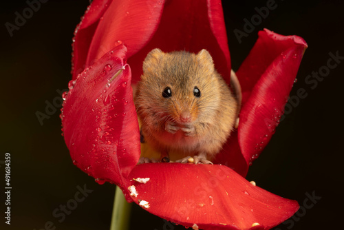 harvest mouse sat inside red tulip