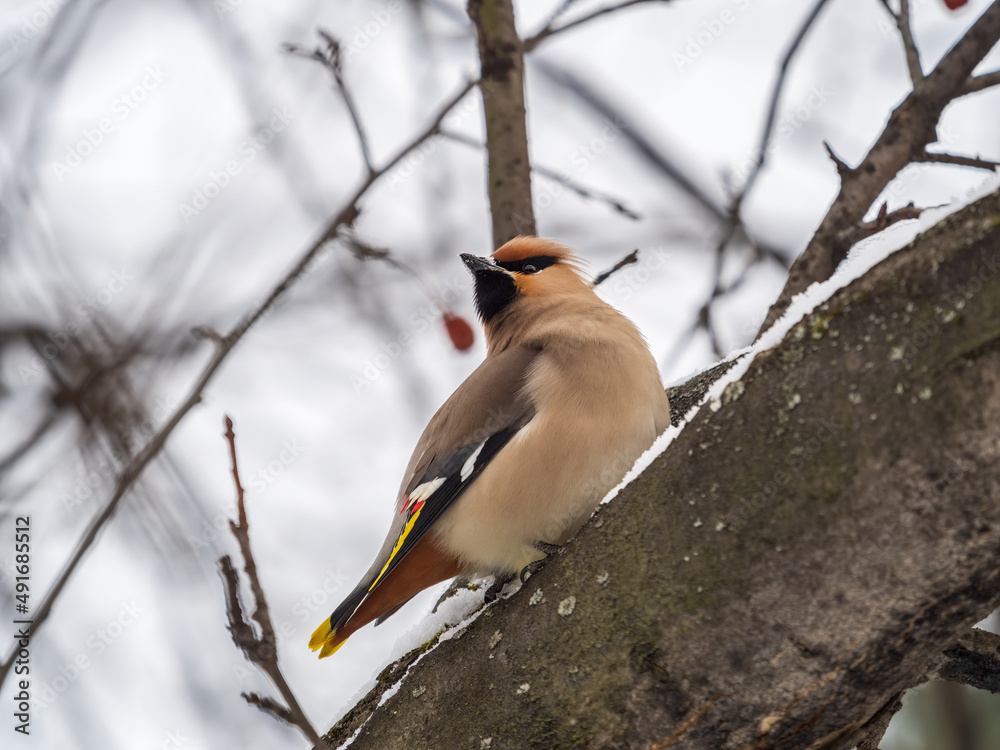 Fototapeta premium Bohemian waxwing, Latin name Bombycilla garrulus, sitting on the branch with snow in winter or early spring day. The waxwing, a beautiful tufted bird, sits on a branch without leaves.