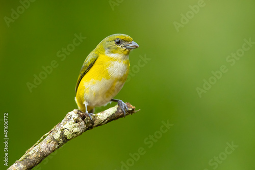 The yellow-throated euphonia (Euphonia hirundinacea) is a species of songbird in the family Fringillidae. It is found in southeastern Mexico and throughout Central America